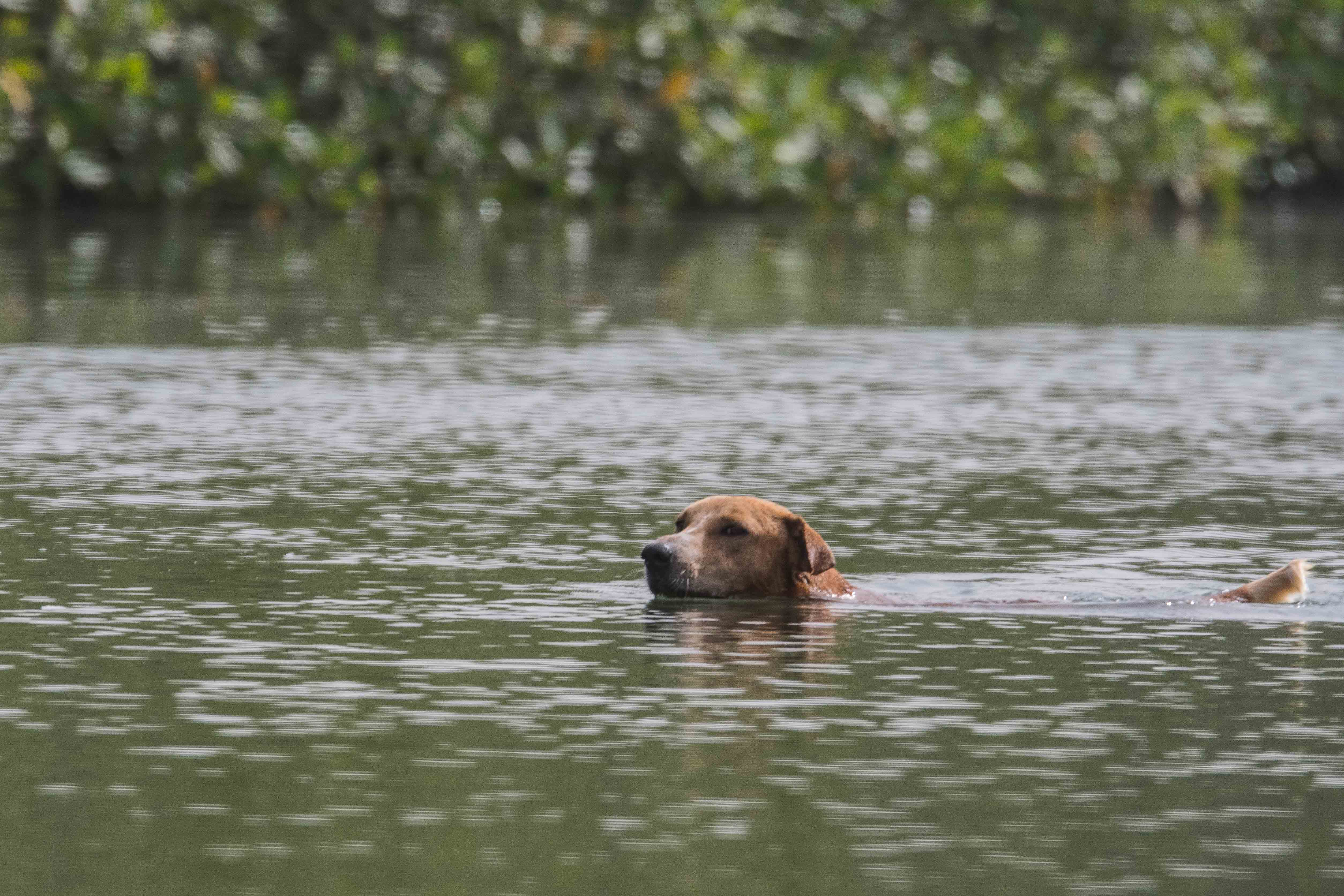 Chien nageant prés de la Héronnière de la RNIC de la Somone à la recherche d'oisillons tombés du nid ou qui se seraient aventurés sur les branches basses et qu'il pourrait dévorer.